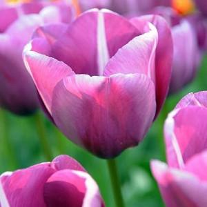 Tulipa 'Andre Rieu', Tulipa 'Andr&eacute; Rieu', Tulip 'Andre Rieu', Single Late Tulip 'Andre Rieu', Tulip 'Andr&eacute; Rieu', Single Late Tulip 'Andr&eacute; Rieu' Single Late Tulips, Spring Bulbs, Spring Flowers, Tulipe Andr&eacute; Rieu, Purple Tulip,